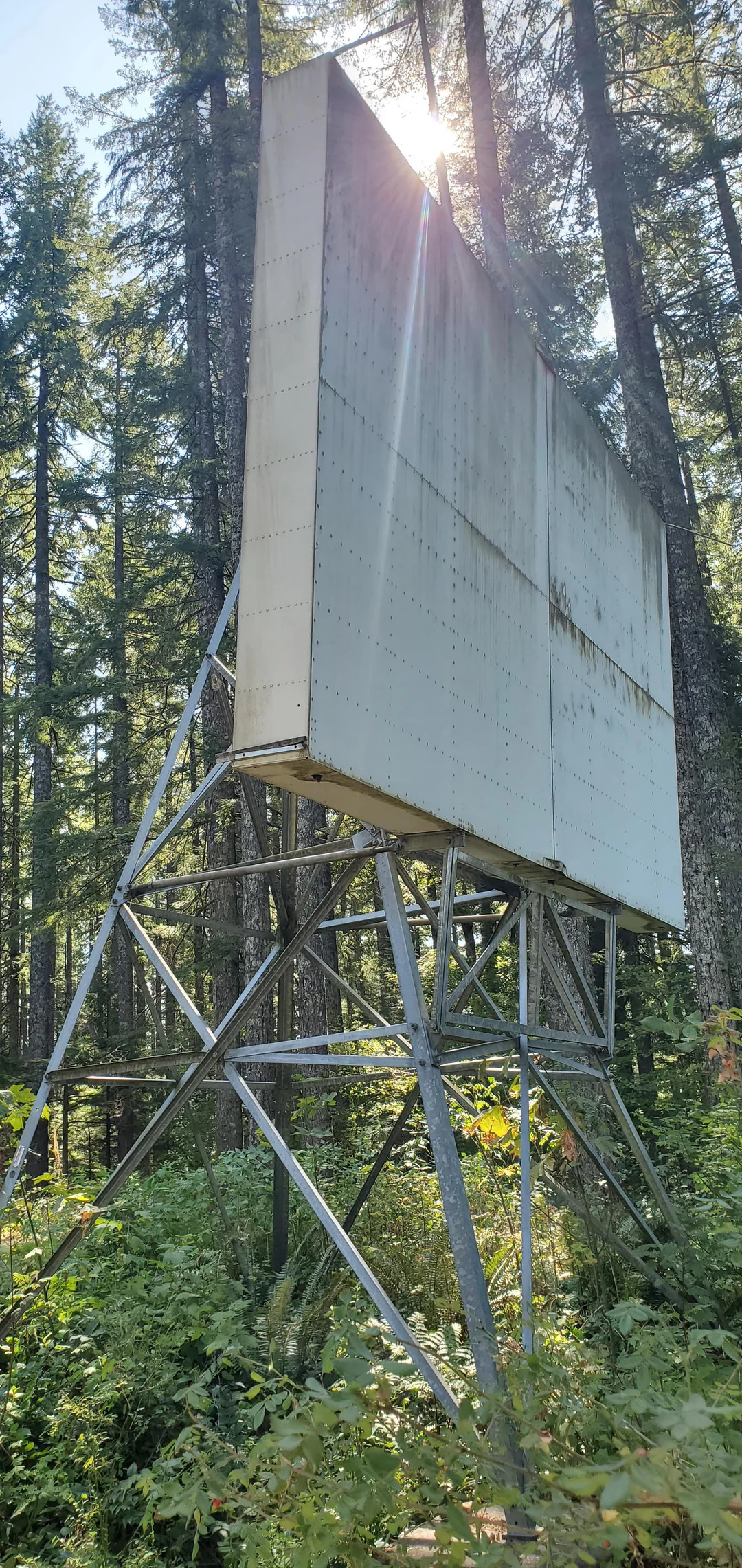 Color pic overgrown billboard